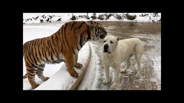 ? 30 Minutes of ADORABLE Wild Animals ? | Funny Pet Videos