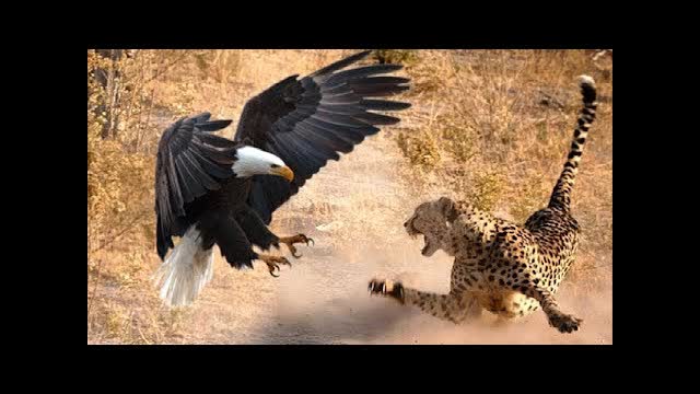 The Most Amazing Eagle Attacks Ever Caught on Camera