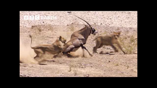 Greatest Fights In The Animal Kingdom Part 4 | BBC Earth